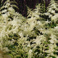 Astilbe arendsii 'Brautschleier'